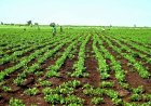 ارتفاع المساحات المزروعة بالقضارف إلى (5.3) مليون فدان