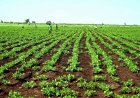 ارتفاع المساحات المزروعة بالقضارف إلى (5.7) مليون فدان والتمويل إلى (447.6) تريليون