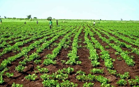 ارتفاع المساحات المزروعة بالقضارف إلى (5.3) مليون فدان
