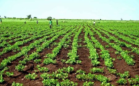 ارتفاع المساحات المزروعة بالقضارف إلى (5.7) مليون فدان والتمويل إلى (447.6) تريليون